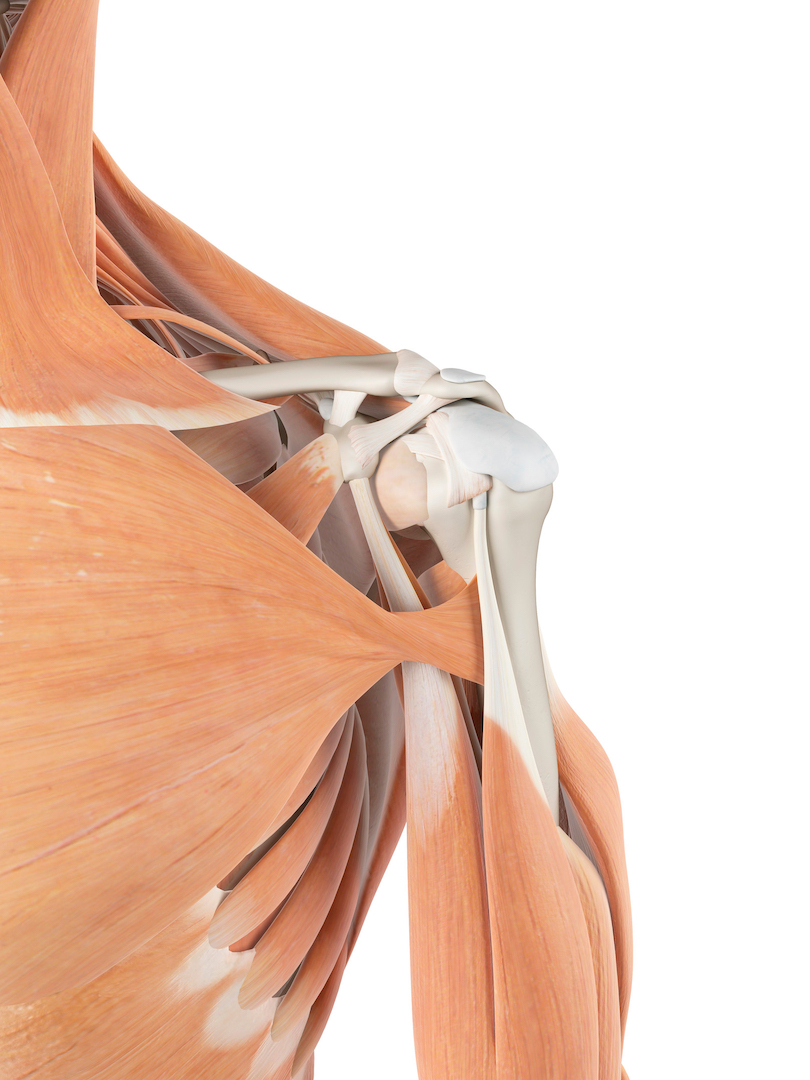 Shoulder Pain – Transformation Physical Therapy